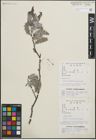 Foto von Salix heterochroma Seemen